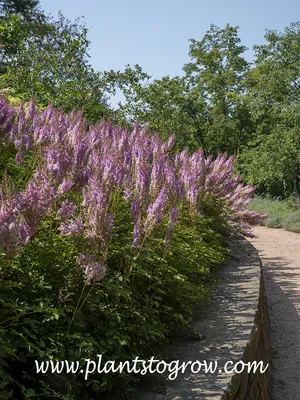 Superba Astillbe (Astilbe chinensis var. taquetii 'Superba') | Plants To  Grow Plants Database by Paul S. Drobot