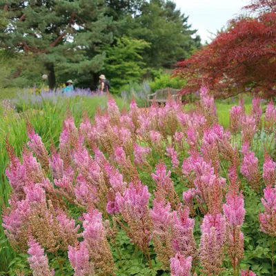 Astilbe taquetii 'Superba' - The Beth Chatto Gardens