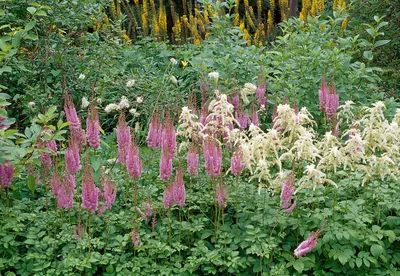 ASTILBE chinensis var. taquetii 'Superba', humide,rose-Le Jardin d'Eau