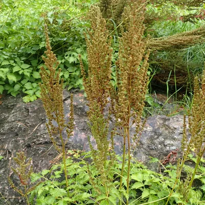 Astilbe chinensis var. taquetii - Buy Online at Annie's Annuals