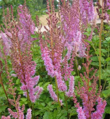 Picture and description of Astilbe chinensis 'Superba'