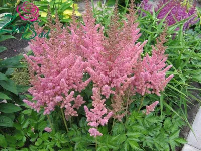 Astilbe rubra 'Superba' false goats beard Superba – branched racemes of  dried rust brown seed heads, October, England, UK Stock Photo - Alamy