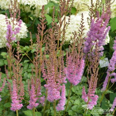 Astilbe Chinensis Rock and Roll - 3 bare roots - Longfield Gardens