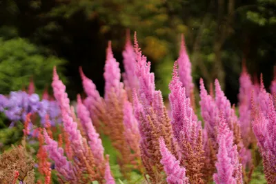 Astilbe chinensis var. taquetii 'Superba' Fall Astilbe, Chinese Astilbe  from Antheia Gardens