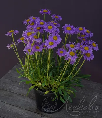 Астра альпийская (Aster alpinus) - Астра альпийская - Астра многол -  Многолетники - Каталог - LESKOVO-PITOMNIK.ru