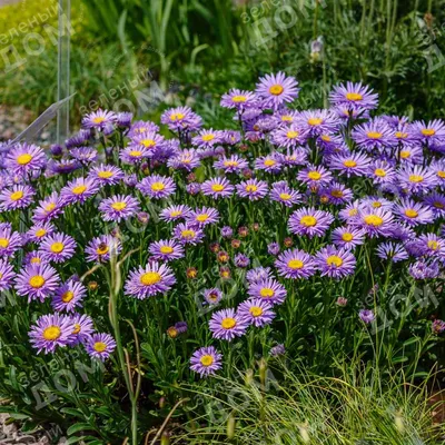 Астра альпийская 'Dunkle Schone' (Aster alpinus 'Dunkle Schone')