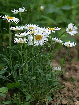 Астра альпийская (Aster alpinus) Goliaph • ЦВЕТЫ и КУСТЫ