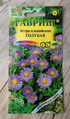 астра альпийская Aster x White | Flowers perennials, Perennials, Spring  plants