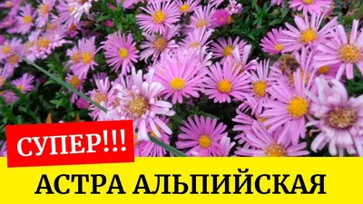 Применили Астру альпийскую в ландшафтном дизайне своего участка.  Неприхотливость растения и простота в уходе радуют | Городской хуторок |  Дзен