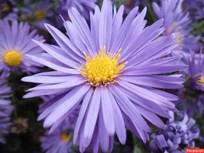 Aster alpinus Астра альпийская, белая — Купити квіти в Україні