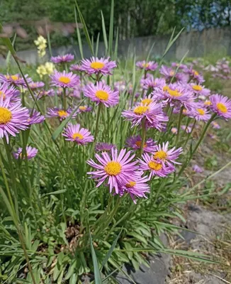 Астра альпийская Блу (Aster alpinus Blue)