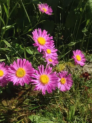 Астра альпийская (Aster alpinus) - PictureThis