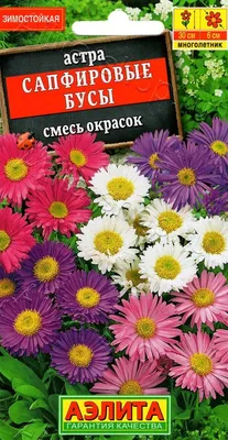 Купить Астра альпийская Альбус в Подмосковье в Сергиевом Посаде в питомнике  АгроПАРК