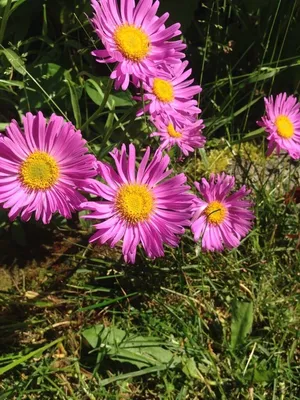 Астра альпийская (Aster alpines)