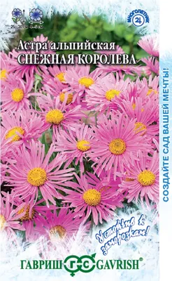 Астра альпийская 'Dunkle Schone' (Aster alpinus 'Dunkle Schone')