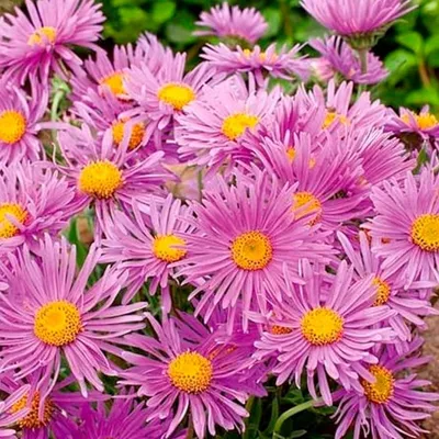 Астра альпийская (Aster alpinus `Pink`) - Астра альпийская - Астра многол -  Многолетники - Каталог - LESKOVO-PITOMNIK.ru