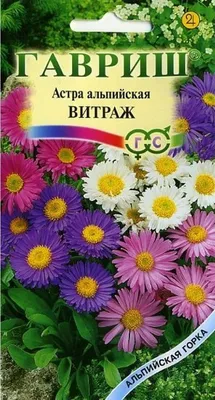 Купить семена Астра Альпийская смесь, многолетняя в Минске и почтой по  Беларуси