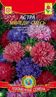 Семена Астра \"Миледи\", смесь, 3 г (3 шт) - РусЭкспресс