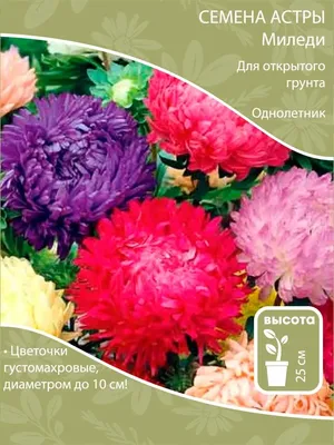 Астра МИЛЕДИ смесь окрасок, семена цветов купить по цене 55 ₽ в  интернет-магазине KazanExpress