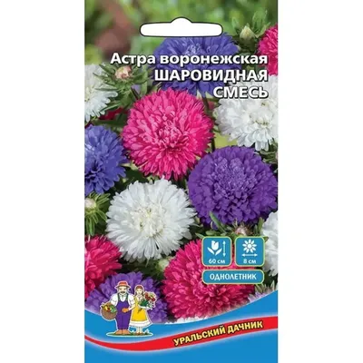 Семена Астра Шаровидная Смесь - воронежская (а/ф Уральский Дачник) купить  за 23 р. в садовом центре АСТ Медовое