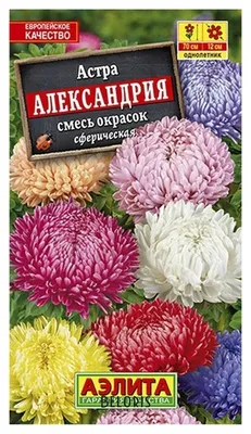 Семена Астра - смесь окрасок \"Александрия\" Агрофирма Аэлита 1000090111  купить от 53 руб. в каталоге семена цветов в разделе дача и сад  интернет-магазина, заказать с доставкой по Москве и России