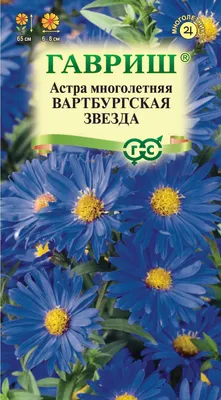 Семена цветов Гавриш астра гигант однолетняя Виолет – купить в Алматы по  цене 305 тенге – интернет-магазин Леруа Мерлен Казахстан