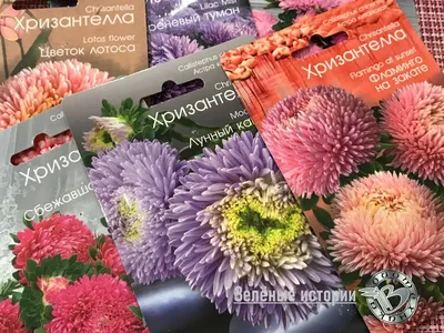 Астра профессиональные семена купить в Украине почтой | Веснодар