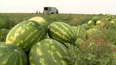 Астраханские арбузы признаны самыми вкусными в России