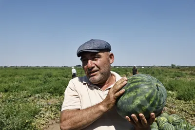 В Астрахани поспели ранние арбузы | СЕЛЬСКОЕ ХОЗЯЙСТВО | АиФ Астрахань