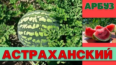 Купить астраханский арбуз в Fruitonline