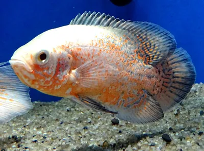 Астронотус-оскар красный (Astronotus ocellatus var.) | Aquarium-Style