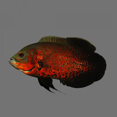 Астронотус красный Оскар Astronotus ocellatus / Цихлиды / Аквариумные рыбки  / КАТАЛОГ ТОВАРОВ / Аквадом - зоомагазин