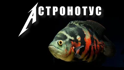 Купить Астронотуса-оскара красного (Astronotus ocellatus Red) в Челябинске
