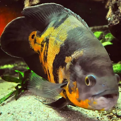 Astronotus ocellatus — Вікіпедія