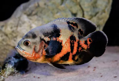 Астронотус красный оскар разводной (Astronotus ocellatus) - 5см