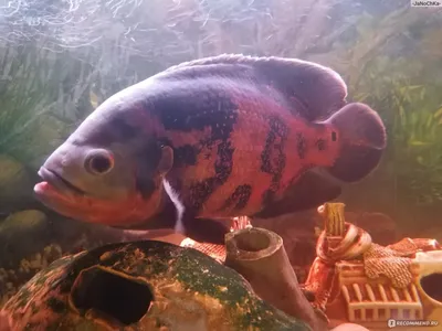 Астронотус (Oscar fish) Astronotus ocellatus