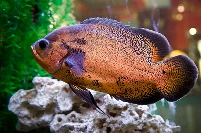 Астронотус красный оскар (Astronotus ocellatus) оптом от производителя