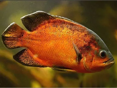 Астронотус (Astronotus ocellatus) | Aquarium-Style