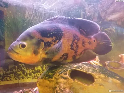 Астронотус (Oscar fish) Astronotus ocellatus