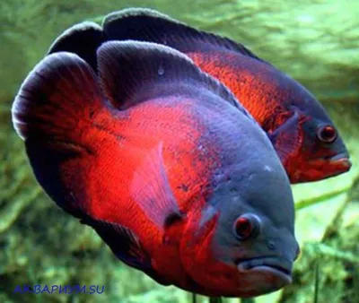 Купить Астронотуса-оскара красного (Astronotus ocellatus Red) в Челябинске