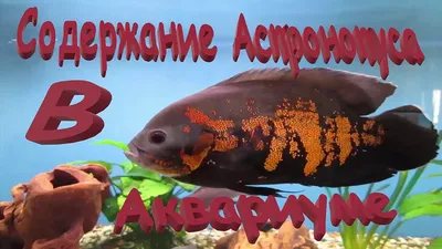 Астронотус тигровый 5-6 см (astronotus-ocellatus)