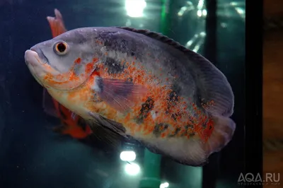 Купить астронотус тигровий Astronotus ocellatus - Danio.com.ua