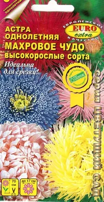 Купить астру кустарниковую для сада, сорт Аннеке