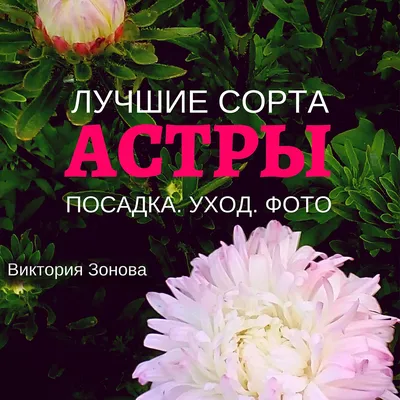 Астра многолетняя – виды и сорта, посадка и уход, размножение. Фото  многолетней астры.