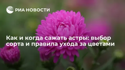 Астра Новобельгийская - Как выращивать сентябринки | GreenMarket