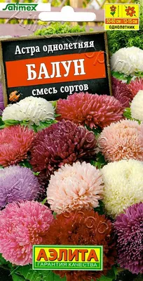 Неприхотливые астры: посадка и уход – Soncesad Неприхотливые астры: посадка  и уход – Soncesad