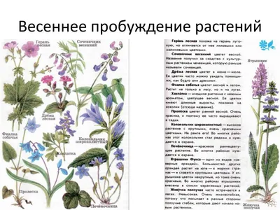 Травянистые растения открытых мест - ОМ Плешаков