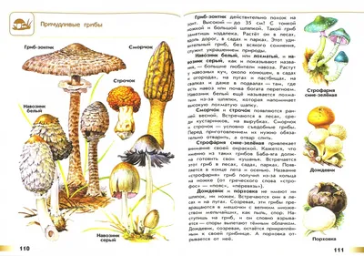 Атлас-определитель для начальных классов \"От земли до неба\". ⠀ Полезная,  интересная, красочная книга📖 Атлас научит определять различные… | Instagram