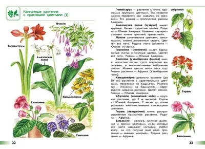 Атлас определитель От земли до неба. Травянистые растения открытых мест