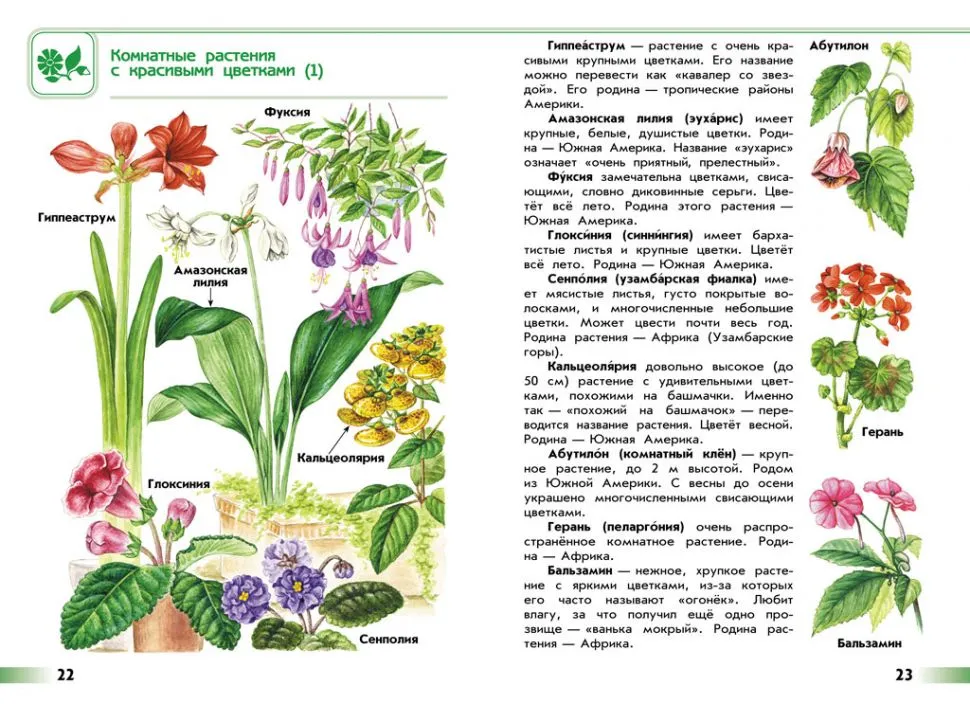 Комнатные растения учебник. Атлас-определитель растений Плешаков растения. Атлас-определитель 2 класс окружающий мир Плешаков растения. Тысячелистник атлас определитель от земли до неба. Атлас от земли до неба 1-4 Плешаков.